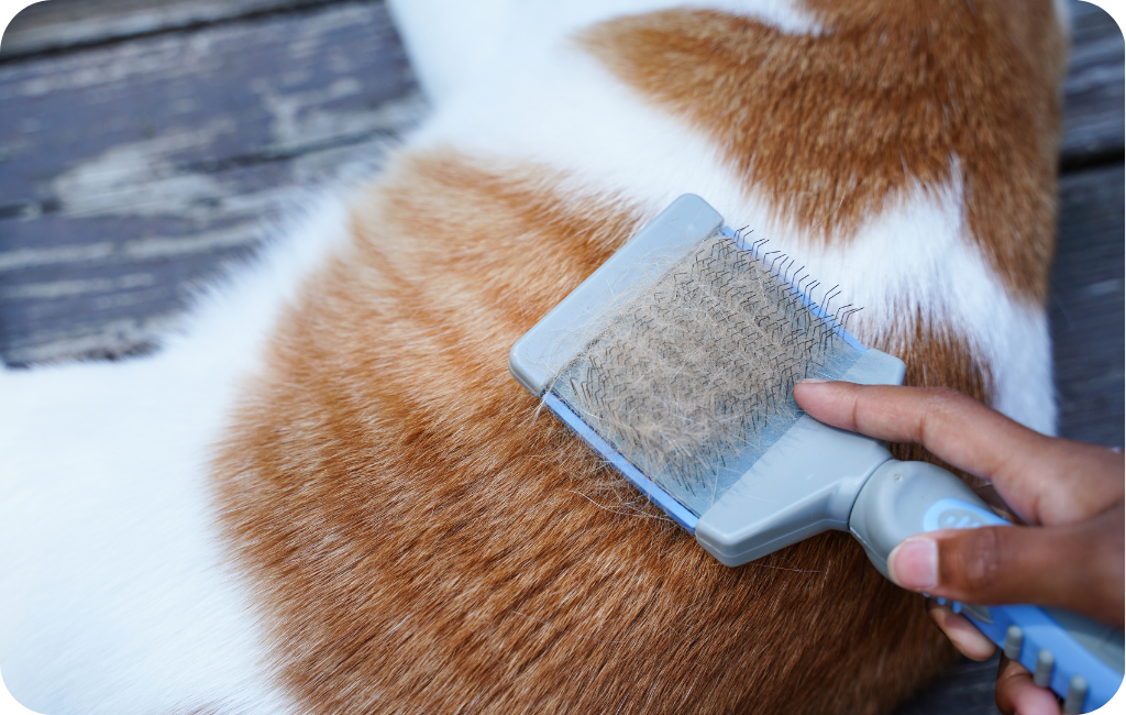 KATZENGESUNDHEIT: Tipps zum Fellwechsel