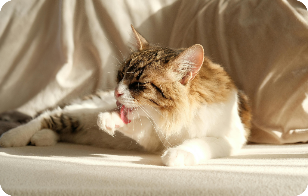 KATZENHYGIENE: Die besten Tipps für ein sauberes Zuhause und eine gesunde Katze
