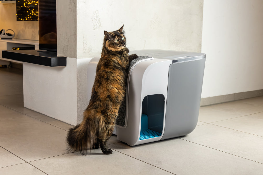 5 überraschende Anzeichen dafür, dass deine Katze glücklich ist