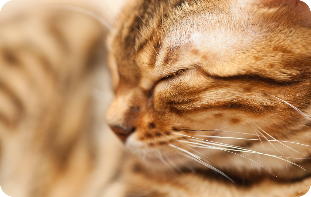 Katzen richtig verstehen