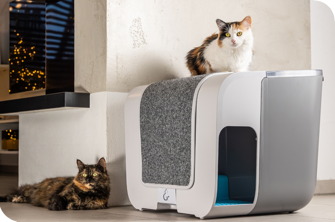 Katzentoilette Cloou