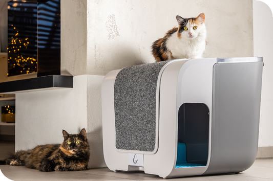 Katzentoilette Cloou