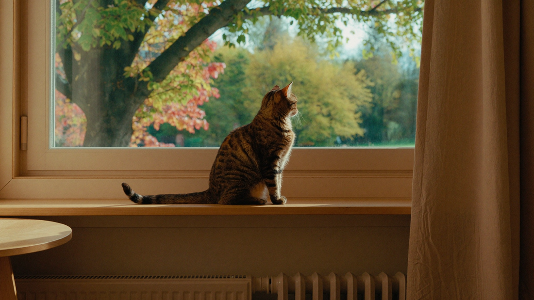 Wohnungskatze beobachtet zu Herbstbeginn das bunte Laub am Fenster